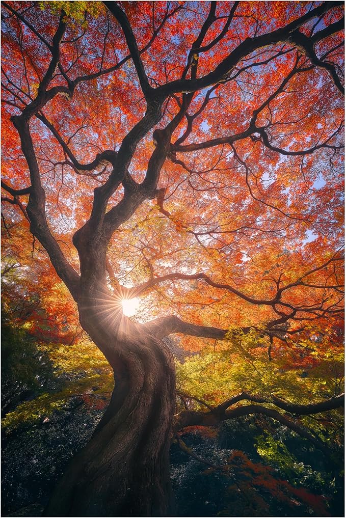 Trademark Fine Art Canvas Wall Art - Javier De La 'The Japanese Tree' Wall Art for Living Room, Bedroom, or Office Décor